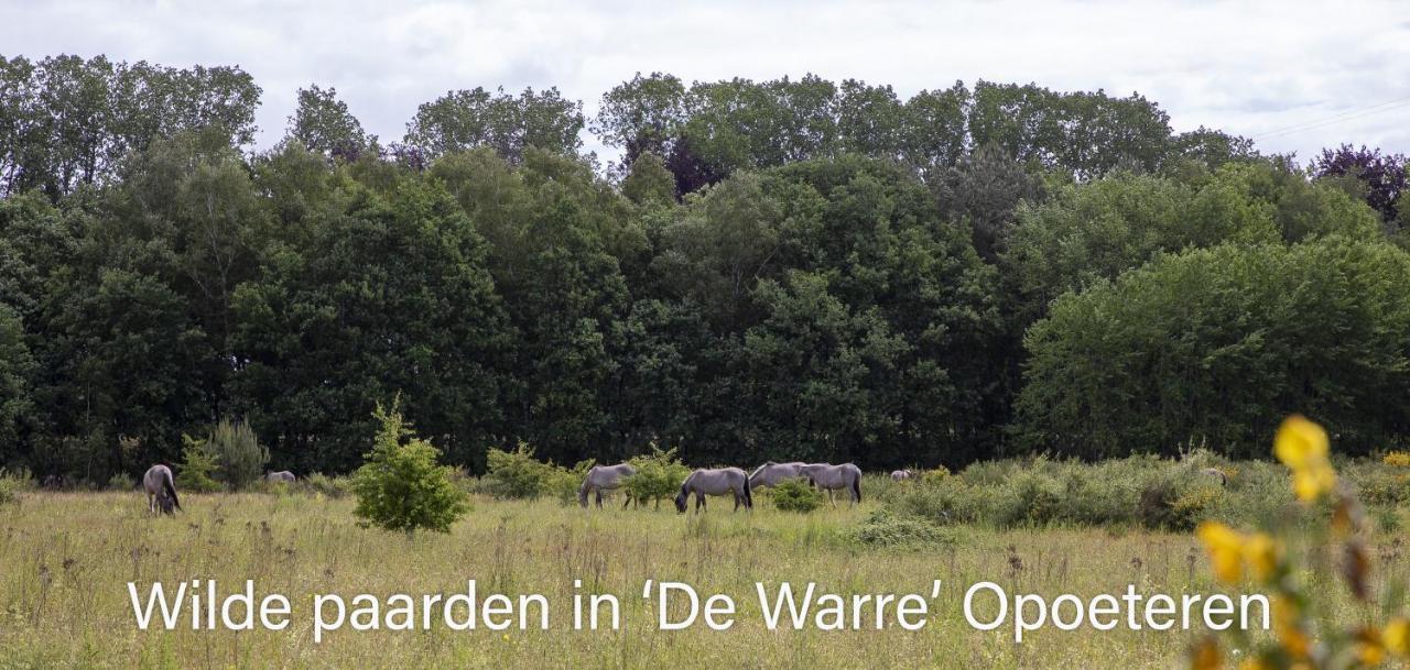 Vakantiewoning Heidebos In Het Nationaal Park Hoge Kempen Opglabbeek 외부 사진