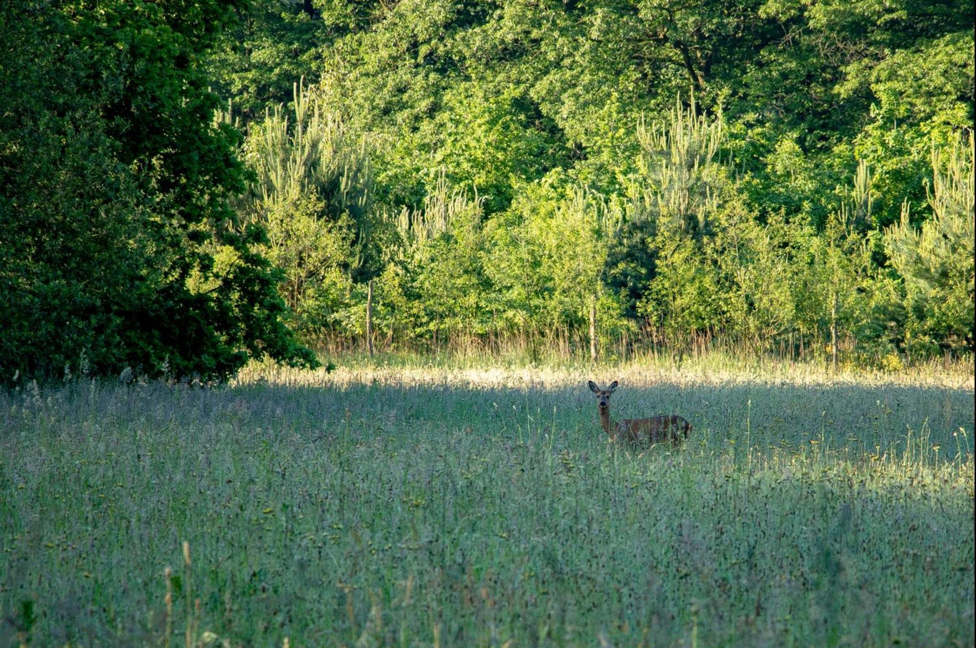 Vakantiewoning Heidebos In Het Nationaal Park Hoge Kempen Opglabbeek 외부 사진